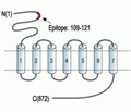 mGluR2 (extracellular) Blocking Peptide
