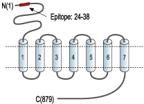 Anti-mGluR3 (extracellular) Antibody