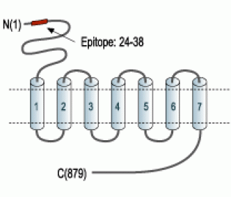mGluR3 (extracellular) Blocking Peptide