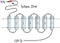 Anti-mGluR4 (extracellular) Antibody