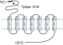 Anti-mGluR4 (extracellular) Antibody