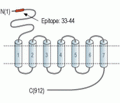 mGluR4 (extracellular) Blocking Peptide