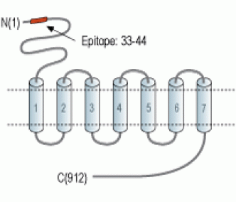 mGluR4 (extracellular) Blocking Peptide