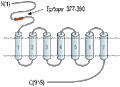 Anti-mGluR7 (extracellular) Antibody