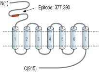 Anti-mGluR7 (extracellular) Antibody