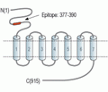 mGluR7 (extracellular) Blocking Peptide