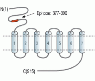 mGluR7 (extracellular) Blocking Peptide