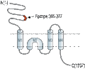 Anti-NMDAR2C (GRIN2C) (extracellular) Antibody