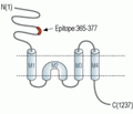 NMDAR2C/GRIN2C (extracellular) Blocking Peptide
