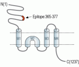 NMDAR2C/GRIN2C (extracellular) Blocking Peptide