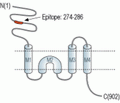 GluR4/GluA4 (extracellular) Blocking Peptide