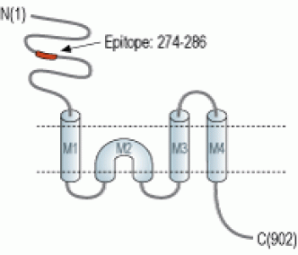 GluR4/GluA4 (extracellular) Blocking Peptide