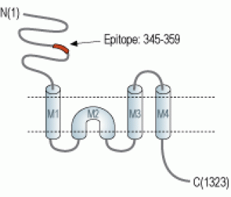 NMDAR2D/GRIN2D (extracellular) Blocking Peptide
