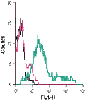 Anti-EAAT1 (GLAST) (extracellular)-FITC Antibody