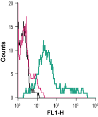 Anti-EAAT1 (GLAST) (extracellular)-FITC Antibody