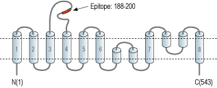 Anti-EAAT1 (GLAST) (extracellular) Antibody