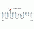 EAAT1/GLAST (extracellular) Blocking Peptide