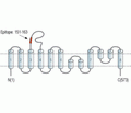 EAAT2/GLT-1 (extracellular) Blocking Peptide
