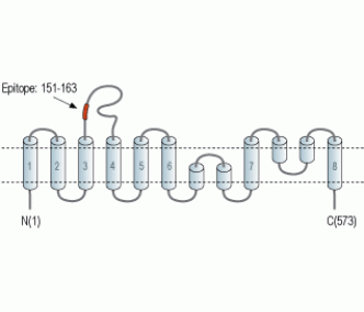 EAAT2/GLT-1 (extracellular) Blocking Peptide