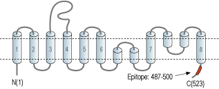 Anti-EAAT3 (EAAC1) Antibody