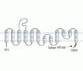 EAAT3/EAAC1 Blocking Peptide