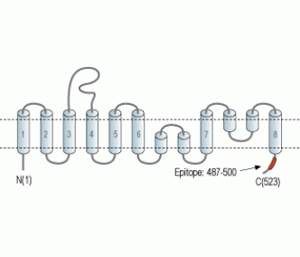 EAAT3/EAAC1 Blocking Peptide