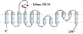 Anti-EAAT4 (extracellular) Antibody