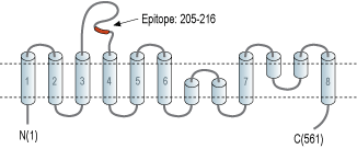 Anti-EAAT4 (extracellular) Antibody