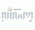 EAAT4 (extracellular) Blocking Peptide