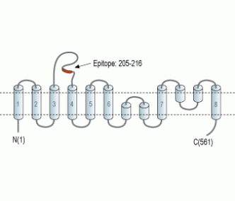 EAAT4 (extracellular) Blocking Peptide