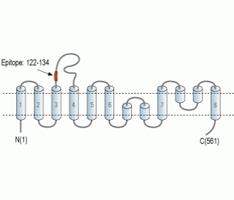 SLC1A7 (extracellular) Blocking Peptide
