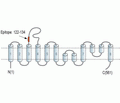 GIPR (extracellular) Blocking Peptide