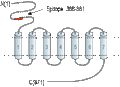 Anti-mGluR6 (extracellular) Antibody