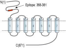 Anti-mGluR6 (extracellular) Antibody