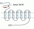mGluR6 (extracellular) Blocking Peptide
