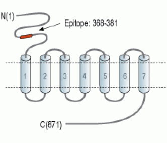 mGluR6 (extracellular) Blocking Peptide