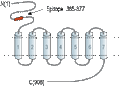 Anti-mGluR8 (extracellular) Antibody