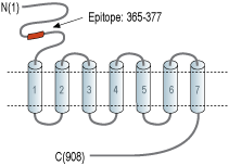 Anti-mGluR8 (extracellular) Antibody