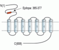 mGluR8 (extracellular) Blocking Peptide