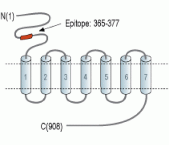 mGluR8 (extracellular) Blocking Peptide