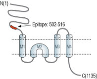 Anti-NMDAR3A (GRIN3A) (extracellular) Antibody