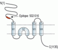 NMDAR3A/GRIN3A (extracellular) Blocking Peptide