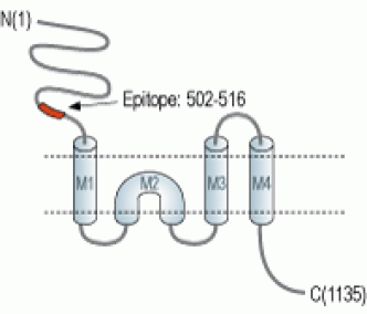 NMDAR3A/GRIN3A (extracellular) Blocking Peptide