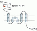 NMDAR3B/GRIN3B (extracellular) Blocking Peptide