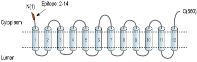 Anti-VGLUT1 Antibody