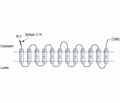 VGLUT1 Blocking Peptide