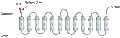 Guinea Pig Anti-VGLUT1 Antibody
