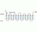 VGLUT2 Blocking Peptide