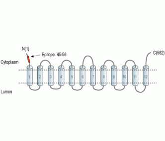 VGLUT2 Blocking Peptide