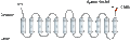 Anti-VGLUT3 Antibody